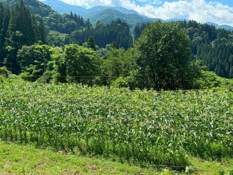 ミルクのように白くまろやかな風味！【白いおおもの】5本