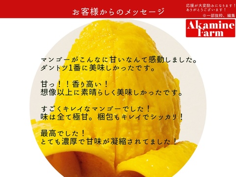 【夏ギフト】マンゴーの王道！『アーウィン』2.0kg秀品