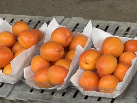 旬を堪能、あまいあんずとや硬めの信州限定の甘みの強いネクタリン。
あんずのおひさまコットと、ネクタリンのサマークリスタルのセット
（約2.5ｋg）のきれいな箱入りでのお届け。