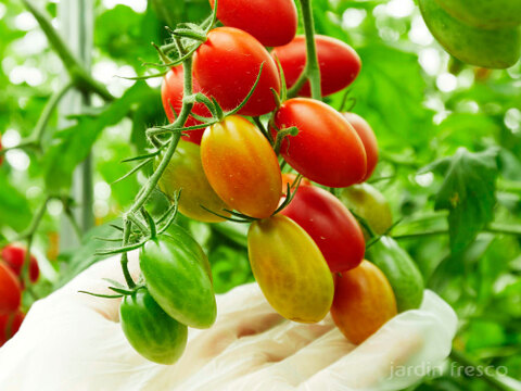 高糖度・高リコピン(13mg)ミニトマトシュガープラム超濃厚ジュース9本セット、旨味と甘さで料理にも使えます(300177)