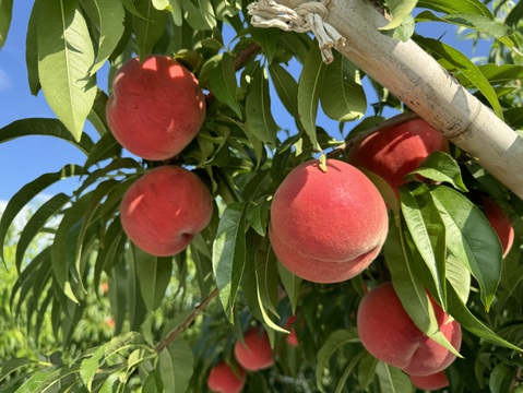 桃の概念が変わる硬さ【おどろき】2kg 数量限定