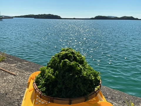『五島列島産』生あおさ！
小分け用　800g 50ｇ×16袋