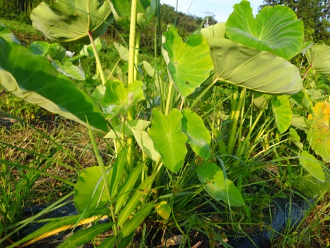 〘【自然栽培初物！秋の野菜セット鶴首かぼちゃ・さつまいも・ニンニク・唐辛子】〙3500円固定種 在来種 ！おまかせ野菜セット無肥料 農薬不使用 80サイズ【2.5キロ前後】　内容は時期により異なります