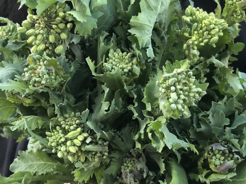 (10P)食べるブーケ [信州産] 苦くないクセがない冬菜の菜花