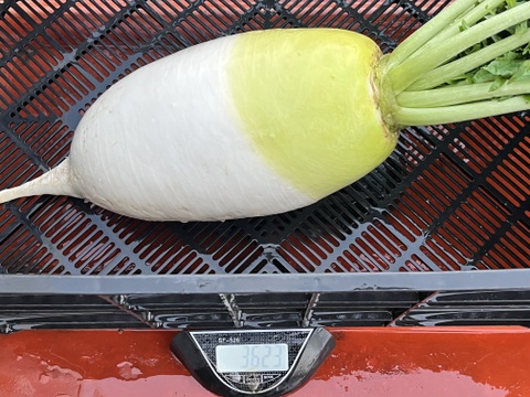 100[信州産]特大！トロトロ大根｢あじまるみ｣