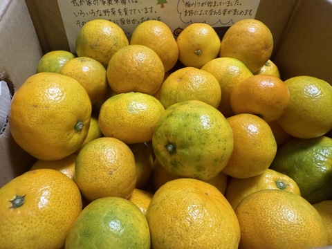 有田みかん【完熟ゆら早生】3.3kg（箱込）