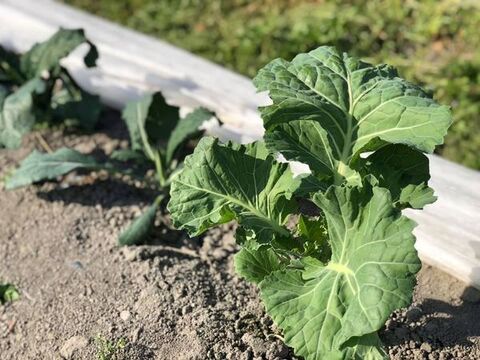 旬を楽しむ♪おまかせ野菜セット（約7～10品）