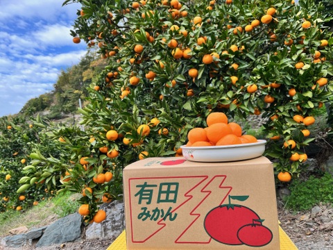【5キロギフト用】特別栽培　畑中園　完熟有田みかん