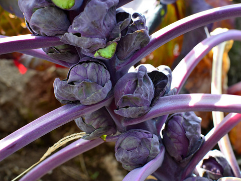 プチヴェール®野菜（450g）＆【お得！珍しい！】紫芽キャベツ（1kg）【静岡県磐田市産】