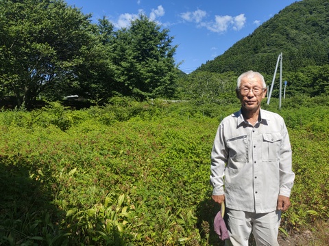 【2026年優先予約】！初物を優先発送(4月中旬)！太い行者にんにく4kg　「やわらか若葉」幻の山菜