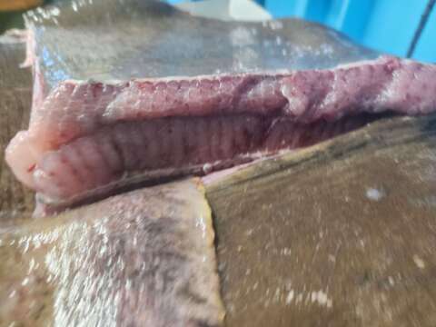 【30％OFF販売中】エイヒレ1kg アカエイ 真空冷凍 急速冷凍 おつまみ 刺身 煮つけ ホンオフェ 赤魟鱼 魟鱼 / 魔鬼鱼 홍어