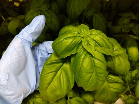 【工場直送！】埼玉県産フレッシュバジル500ｇ(15ｇ×35袋)