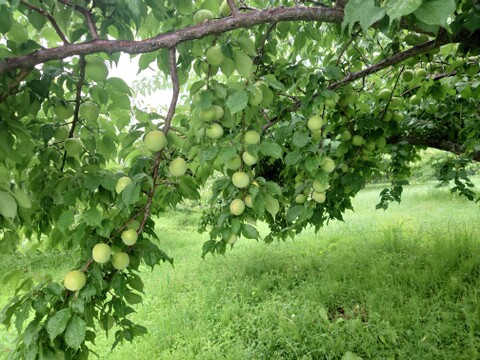 収穫当日に発送！青梅の代表格「白加賀」1kg