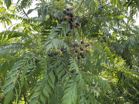 香りが違う！フレッシュカレーリーフ！