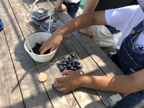 【農薬・肥料不使用】雑味のない、きれいな味｜朝摘みブルーベリー（1kg）