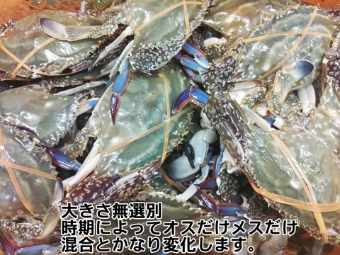 【水揚げ好調のため20％OFF中】４kg 活梱包！訳ありワタリガニ オスメス混合 日本三景松島産★ガサミ ガザミ がざみ 生蟹 生カニ 活カニ 活蟹 ケジャン 漁師直送 宮城県産 松島牡蠣屋 雄雌