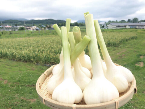 【予約限定】採れたて新鮮！まるでおイモ！生ジャンボにんにく４キロ【農薬不使用】