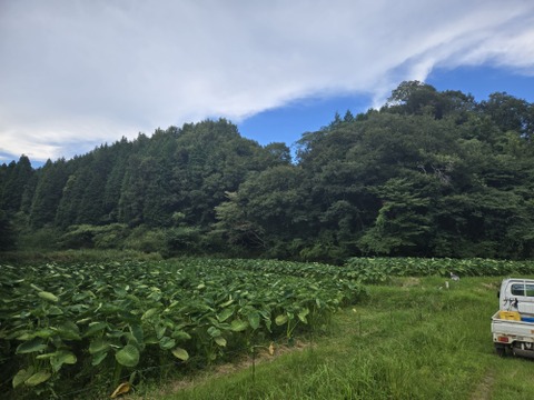 数量限定！元気いっぱい有機栽培の里芋　1kg
