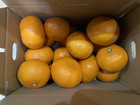 糖度１３度以上！柑橘の王様せとか【家庭用】２．８ｋｇ