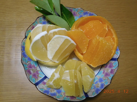 🍊伊豆ﾆｭｰｻﾏｰｵﾚﾝｼﾞほか「初夏の味覚/お楽しみ柑橘５種セット」　ご家庭で・ご贈答に/正味4.5㎏