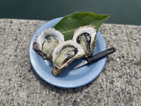 🦪【期間限定サービス】3kg（＋1個）クセが少なく旨み濃厚！生食OKの極上岩牡蠣「AZUL＋3」