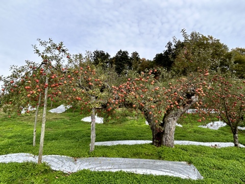 【100年の樹】先々代から守り続けてきたりんご【贈答規格3kg】
