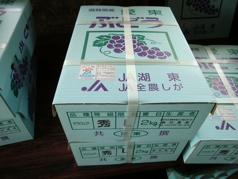 朝採りで厳選！その日の発送【贈答用デラウエア】２㎏箱×２箱