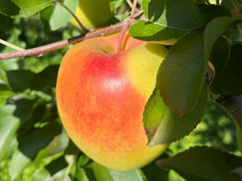 《予約商品》綺麗なぐんま名月 11月上旬  5キロ箱 14～20玉 長野県産