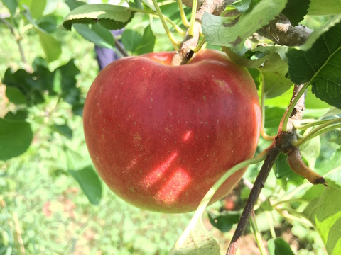 【訳あり】夏あかり 約2kg(7-16玉) 8月頃発送開始予定 シーズン最初の夏りんご#NAN0B020