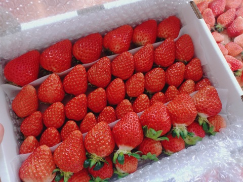 プチ豪華ないちごの食べ比べセット
スカイベリー・とちおとめ・とちあいか・恋みのり