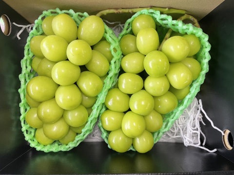 皮ごとパクリ！とっても甘くて美味しいプレミアム‼ 温室栽培シャインマスカット (1.0㎏以上 2房)お中元・ギフト・贈り物用に【夏ギフト】【贈答品】【特秀品】【秀品】
