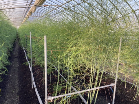 【夏芽限定】グリーンアスパラガス　ミシュランガイド掲載店使用（L,2Lサイズ　30本前後）高級レストラン使用サイズ