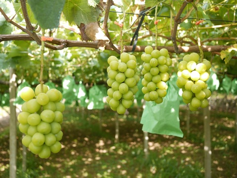 【数量限定】大地の恵み大粒ブレッシングシャインマスカット２房