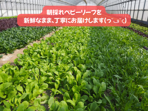 【大容量】プロ用ベビーリーフ 【1kg】