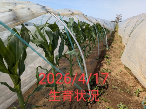 朝どり【プラチナコーン】『5本入り』6月上旬に発送予定の予約販売になります★毎年ご好評をいただいております★白いとうもろこし★生で食べるとメロンのようにジューシー80サイズクール便