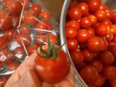 石井食品おまけ付　食卓に笑顔を　真っ赤なみにとまと 1.5kg【トマト食べ比べ】