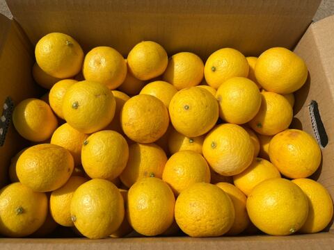 黄金柑（おうごんかん）約5キロ サイズ混合 外観不良あり 家庭用