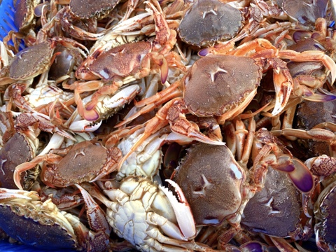 秋田沖産 ヒラツメガニ マルガニ 1キロ 秋田県産 食べチョク 農家 漁師の産直ネット通販 旬の食材を生産者直送