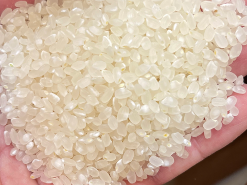 【令和7年産・新米】栽培期間中農薬不使用【亀の尾】白米・4kg　あっさりとした上品な味わい　こぴっと米