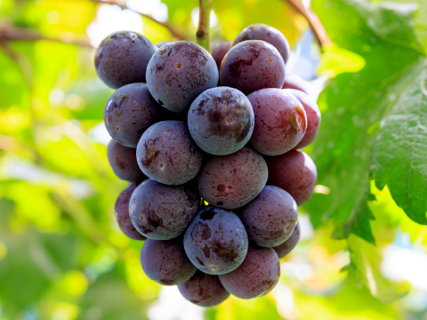 花笑み農園　岡山のニューピオーネ約2kg（3～5房）家庭用【9/9～順次発送】P-2家