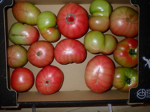 人気商品が帰ってきました！大玉トマト（傷、歪み）約4k