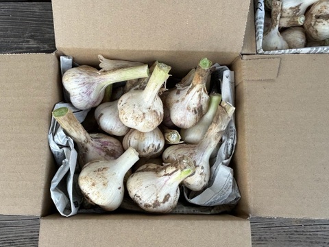 農薬/化学肥料不使用【土付き・生ニンニク】福地ホワイト六片・Mサイズ1kg　‐数量限定特価‐