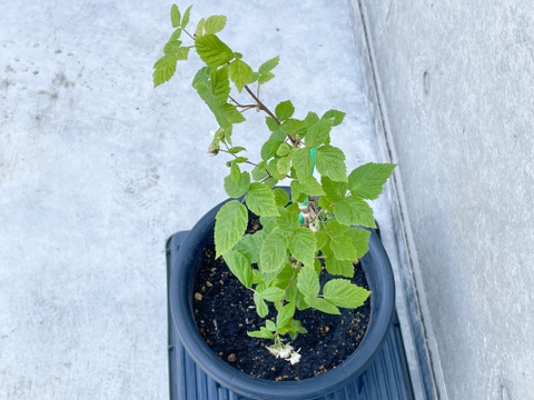 【ラズベリー鉢植え】当ファームで栽培しているラズベリーです【観賞用】【木】【ポッド】【予約販売】