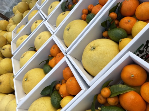 自慢の晩白柚が入った季節の柑橘セット（3〜4kg程度）