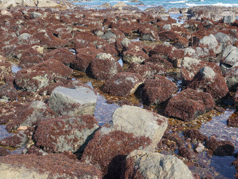 最高級‼️寒ふのり　2パック(たっぷり100g)❗️　天然手取りフノリ❗️ ⭐️冬にしか取れない希少なフノリ⭐️