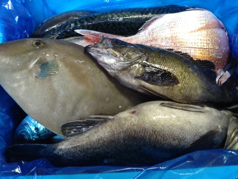 箱いっぱい！深浦の天然鮮魚セット（80サイズ）【母の日ギフト】などにもどうぞ！