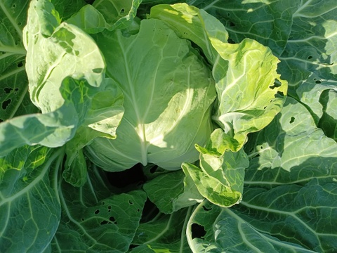 毎日パワーぬか漬けセット🥕🥦🥬かぶつき【数量限定❗❗】ばぁばのモノスゴイ野菜😋🍙子供に食べさせたい野菜❗❗✨✨✨