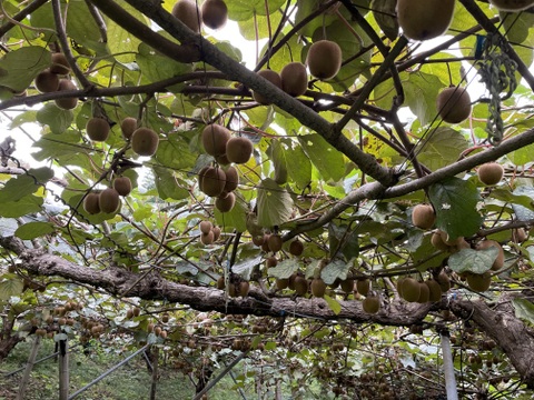 農薬・化学肥料不使用、　熟成で甘みが乗ってきた！グリーンキウイＳサイズ2ｋｇ