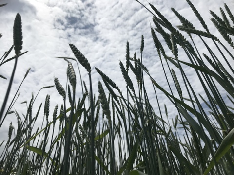 【国内産希少】自然栽培スペルト小麦（精麦）
