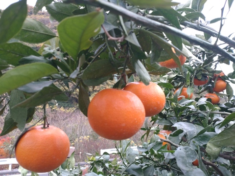 【柑橘食べ比べ】今だけ‼️柑橘詰め合わせセット🍊4.5kg(箱込み)